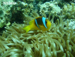 Nemo - Male (1 month)
